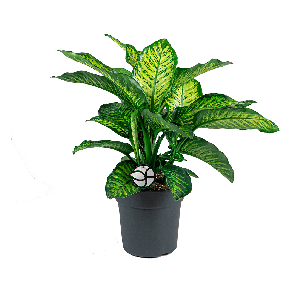 DIEFFENBACHIA MAROBE LOGO- WEB.png