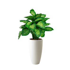 Dieffenbachia Seguine Reeva in Elho Pure Soft high 30 cm - wit.png
