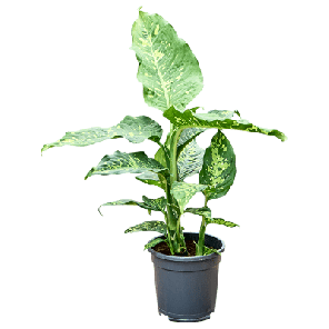 dieffenbachia spotty.png