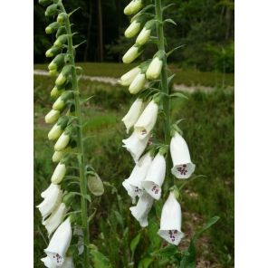 Digitalis purpurea alba.jpg