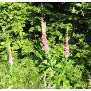 Digitalis purpurea.jpg