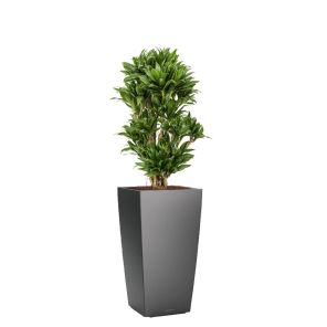 dracaena-compacta-cubico-pot-antraciet_250106.jpg