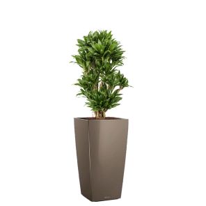 dracaena-compacta-cubico-pot-taupe_f4455c.jpg