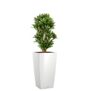 dracaena-compacta-cubico-pot-wit_1ebe35.jpg