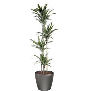 dracaena-deremensis-classico-pot-antraciet_0953e7.jpg