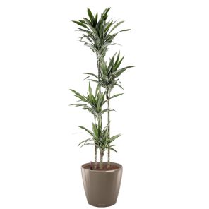 dracaena-deremensis-classico-pot-taupe_a6f963.jpg