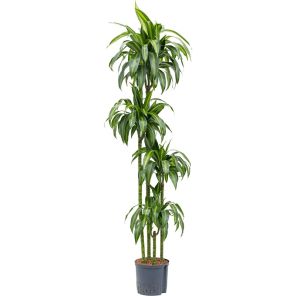 dracaena-hawaiian-sunshine-4-stam-180-22_0cc36b.jpg