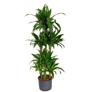 dracaena-janet-craig-carrousel-140-25_e2fb9f.jpg