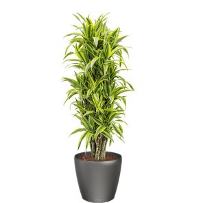 dracaena-lemon-lime-classico-pot-antraciet_c1400c.jpg