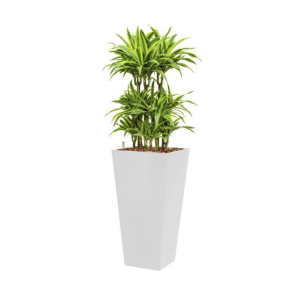 dracaena-lemon-lime-met-pot-4kant-wit_d3467b.png