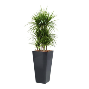 dracaena-marginata-in-waterg-pot-4kant-antraciet_4c685e.png