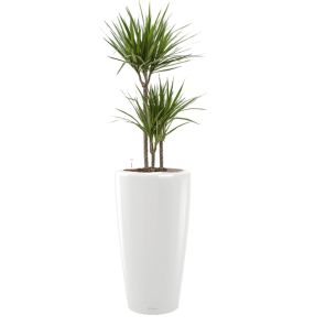 dracaena-marginata-rondo-pot-wit_a0369b.jpg