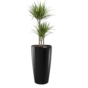 dracaena-marginata-rondo-pot-zwart_9e14e0.jpg