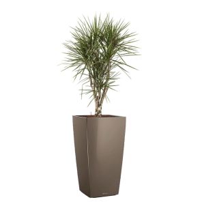 dracaena-marginata-vertakt-cubico-pot-taupe_fc732c.jpg