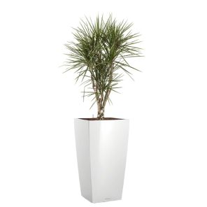 dracaena-marginata-vertakt-cubico-pot-wit_847a0c.jpg