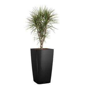 dracaena-marginata-vertakt-cubico-pot-zwart_ba0df3.jpg