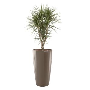 dracaena-marginata-vertakt-rondo-pot-taupe_440e97.jpg
