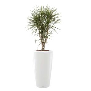 dracaena-marginata-vertakt-rondo-pot-wit_f08a79.jpg
