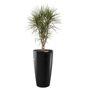 dracaena-marginata-vertakt-rondo-pot-zwart_abf9a9.jpg
