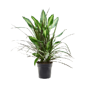 dracaena combo.png