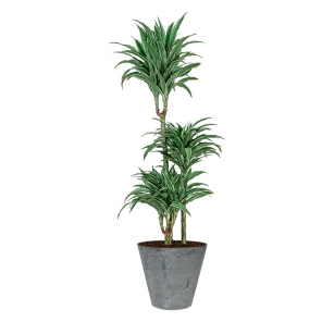 Dracaena Deremensis White Jewel 3-stam in claire artstone grijs_1.png