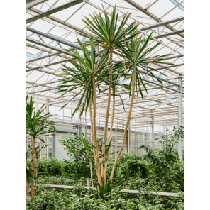 dracaena gymea xxxxxl.png