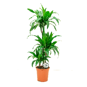 DRACAENA JANET GRAIG 3-STAM LOGO- WEB.png