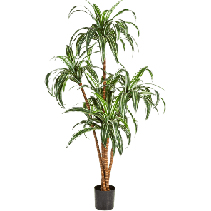 Dracaena Large PNG.png