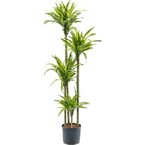 Dracaena lemon lime.png