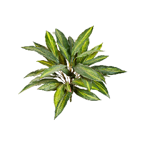 Dracaena PNG.png