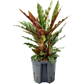 elgergrass.png