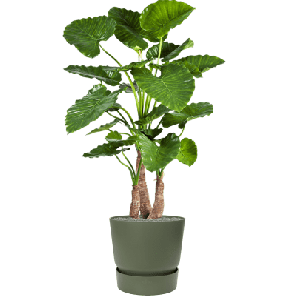 Elho Greenville Rond Groen.png