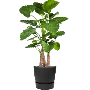 Elho Greenville Rond Zwart 1.png