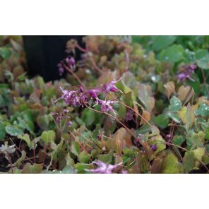 Epimedium grand. 'Lilafee'_1.jpg