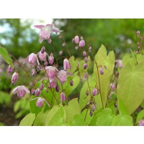 Epimedium grand. 'Rose Queen'.jpg