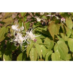 Epimedium grandiflorum.jpg