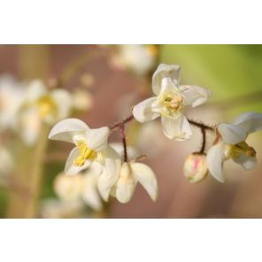 Epimedium pubigerum.jpg