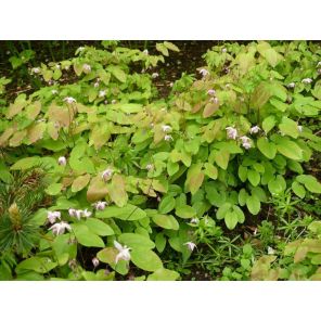 Epimedium youngianum 'Roseum'.jpg