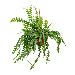 epiphyllum m.png