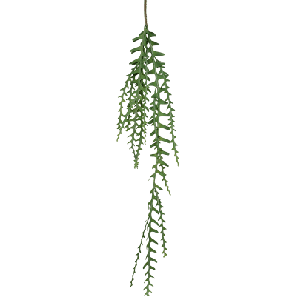 epiphyllum tak.png