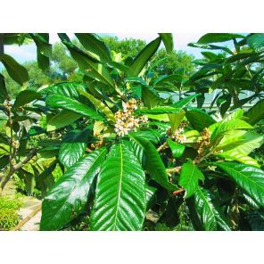 eriobotrya japonica.jpg
