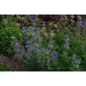 Eryngium bourgatii.jpg