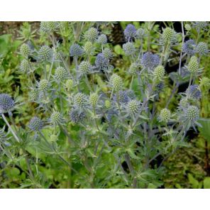 Eryngium planum 'Blauer Zwerg'.jpg