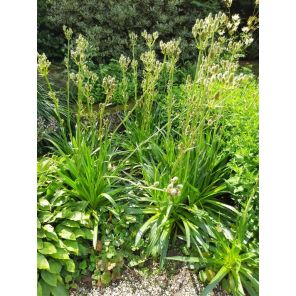 Eryngium yuccifolium.jpg