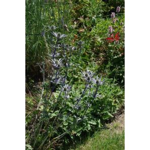 Eryngium zabelii 'Big Blue'.jpg