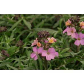 Erysimum 'Constant Cheer'.jpg