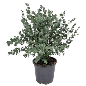 eucalyptus gunnii.png