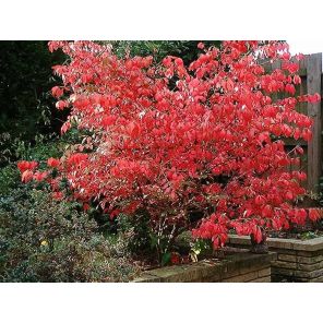 euonymus-alatus-sfeer_6b7ff6.jpg
