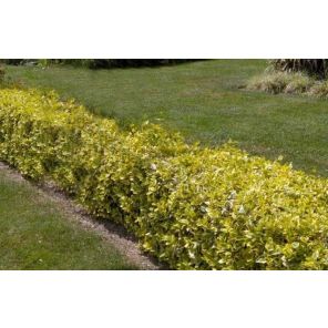 euonymus-fortunei-emerald-n-gold-sfeer_624327.jpg