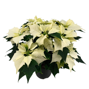 euphorbia pucherrima wit.png